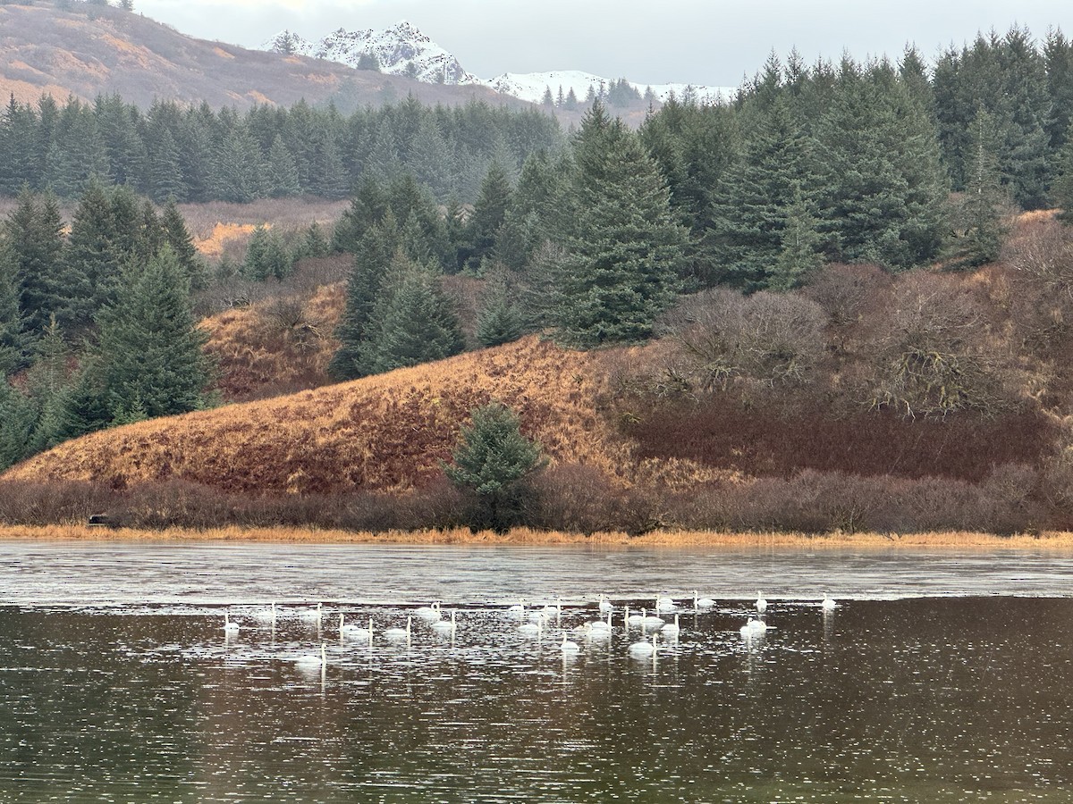 labuť trubač - ML645968148