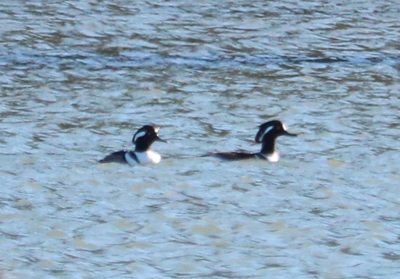 Hooded Merganser - ML645968149