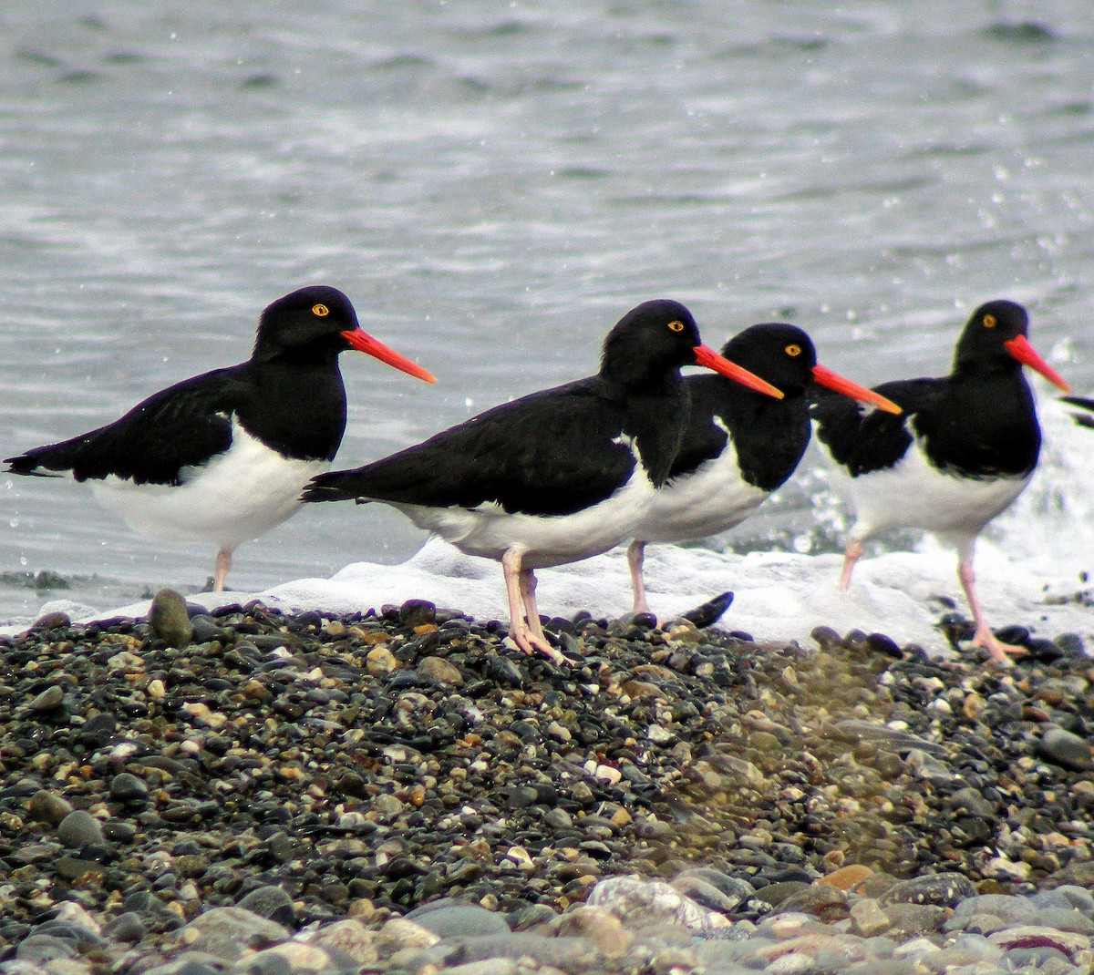 Magellanic Oystercatcher - ML645968152