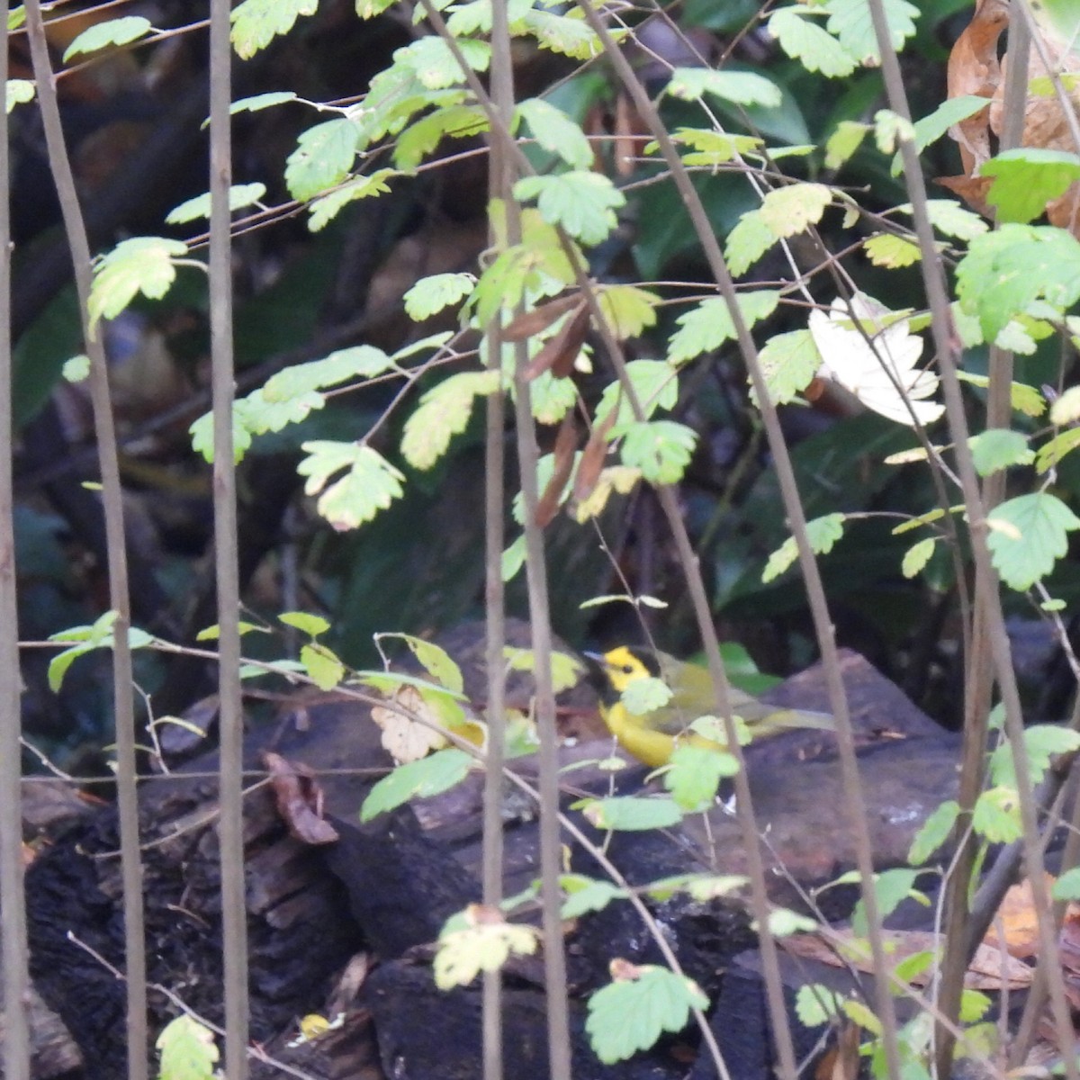 Болотянка чорногорла - ML645968155