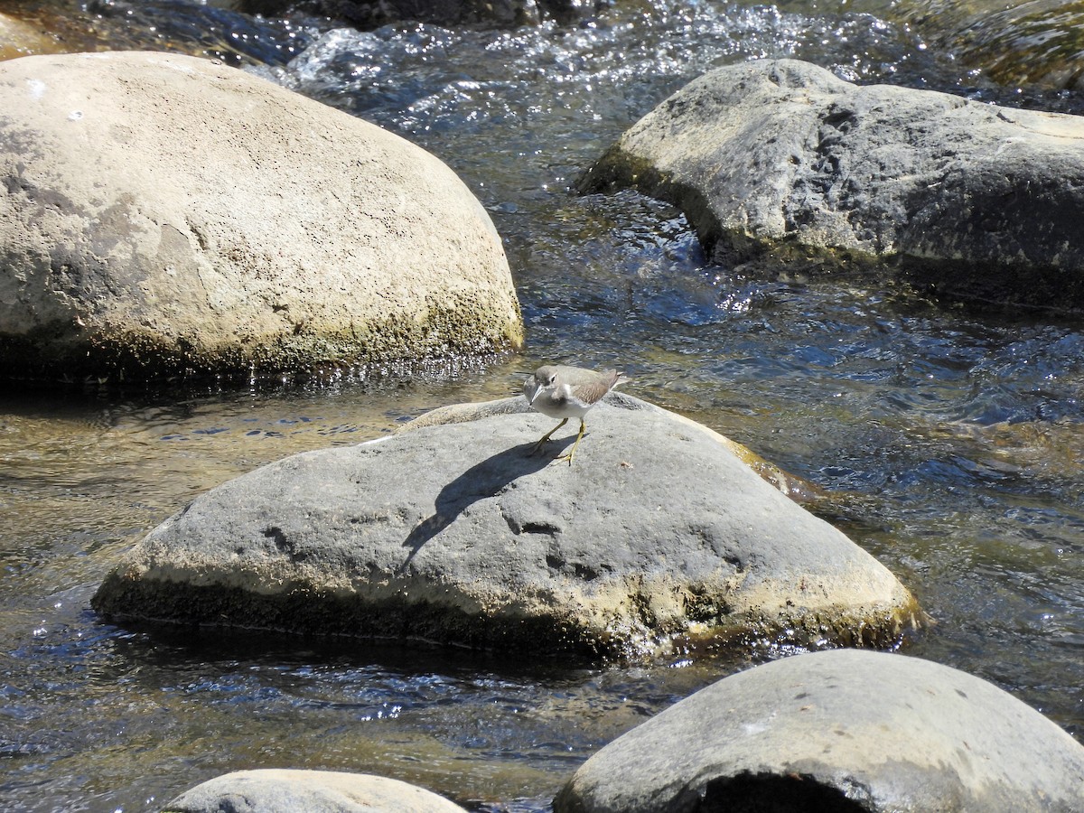 アメリカイソシギ - ML645968156