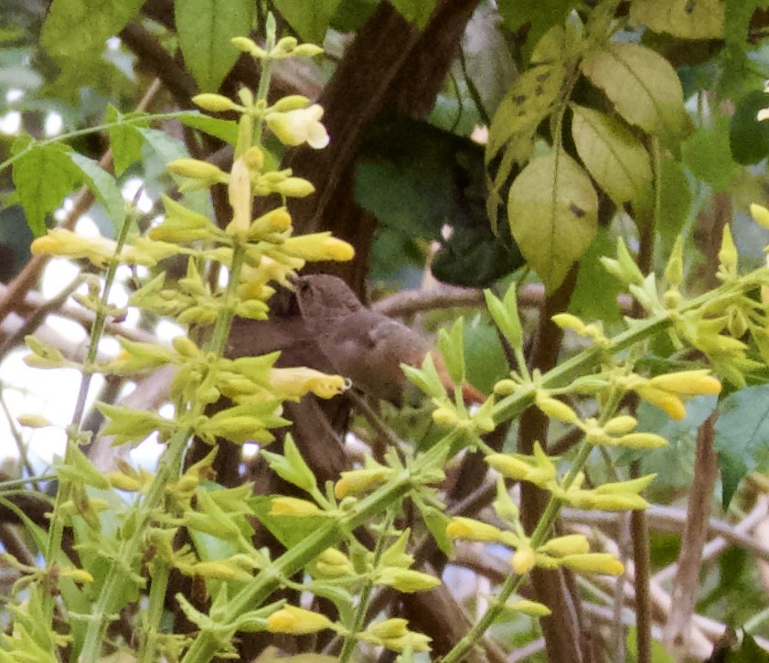 Rufous Hummingbird - ML645968159