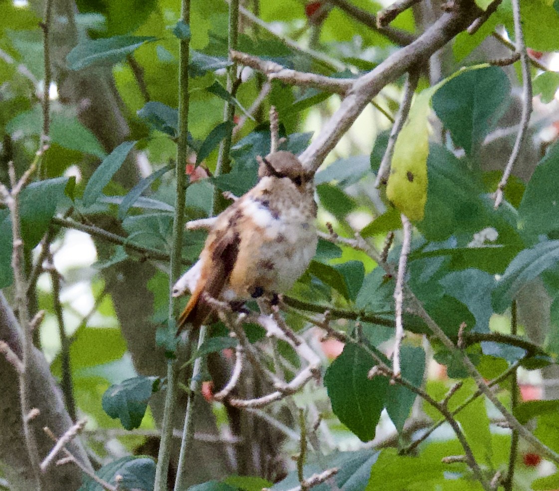 Rufous Hummingbird - ML645968160