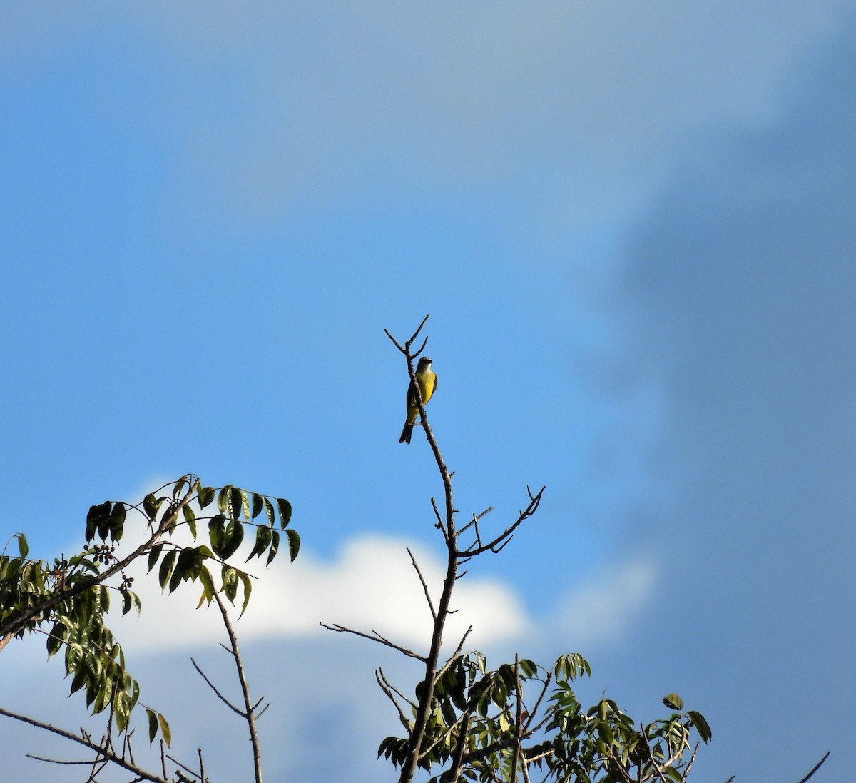 オリーブタイランチョウ - ML645968165