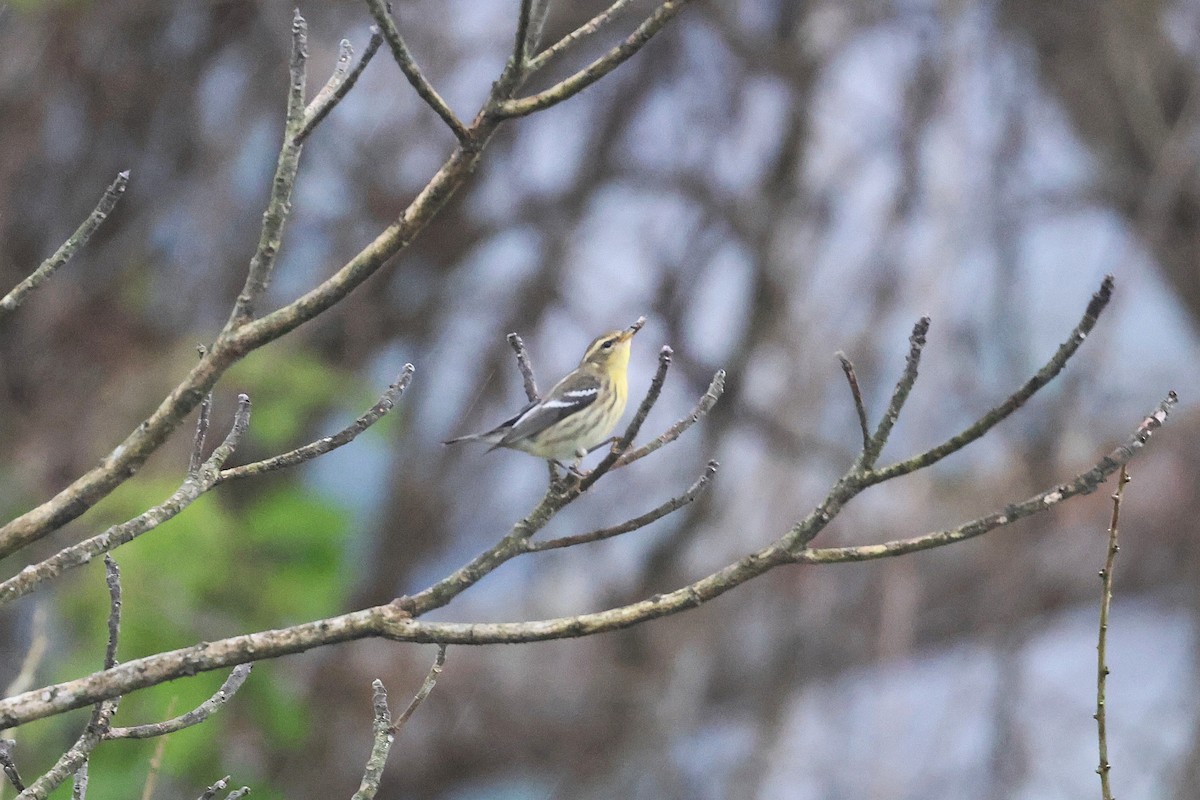 Blackburnian Warbler - ML645968166