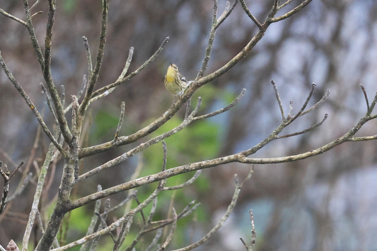 Blackburnian Warbler - ML645968167