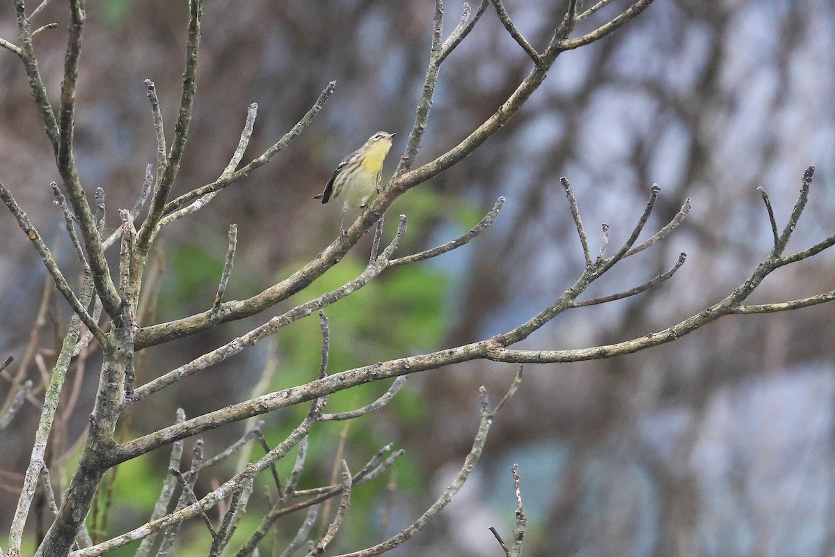 Blackburnian Warbler - ML645968168