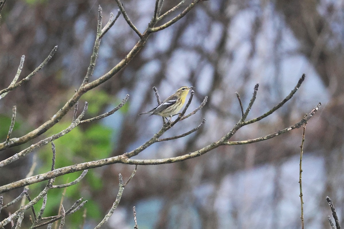 Blackburnian Warbler - ML645968169