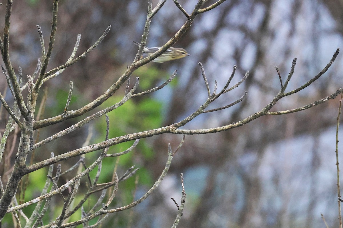 Blackburnian Warbler - ML645968170