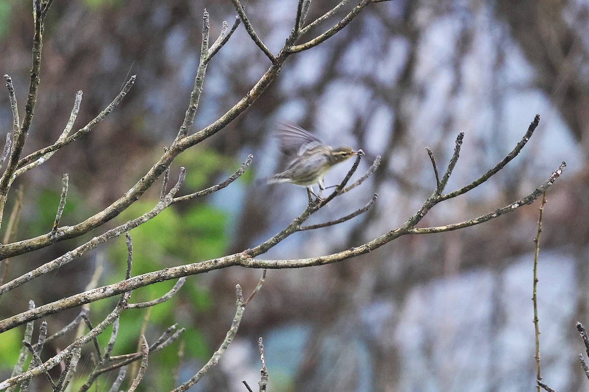 Blackburnian Warbler - ML645968171