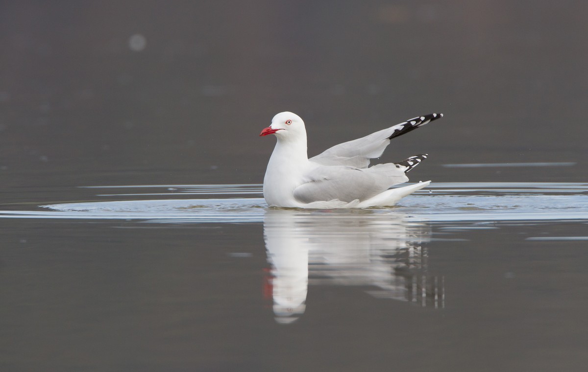 Silver Gull - ML645968183