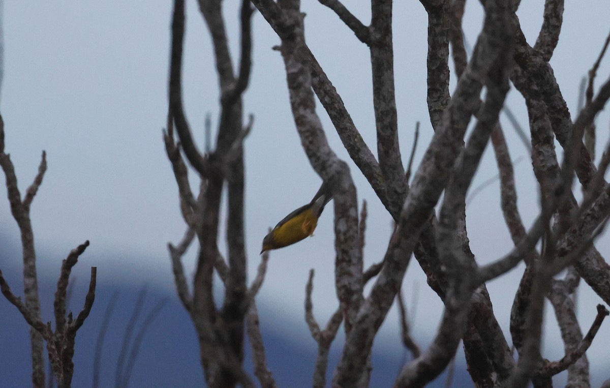 Canada Warbler - ML645968184