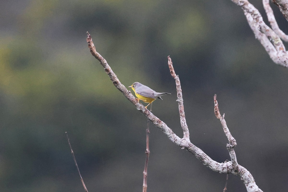Canada Warbler - ML645968186