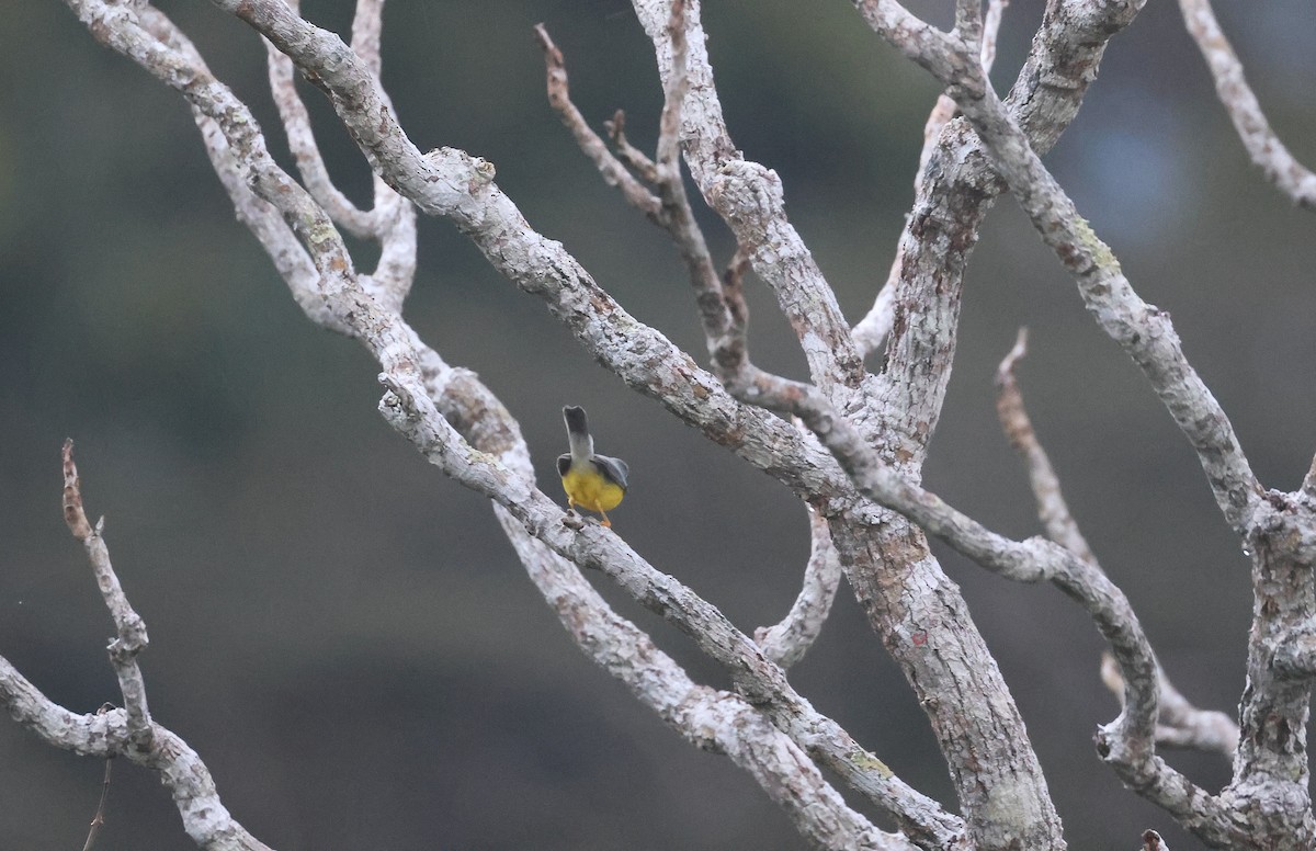 Canada Warbler - ML645968187