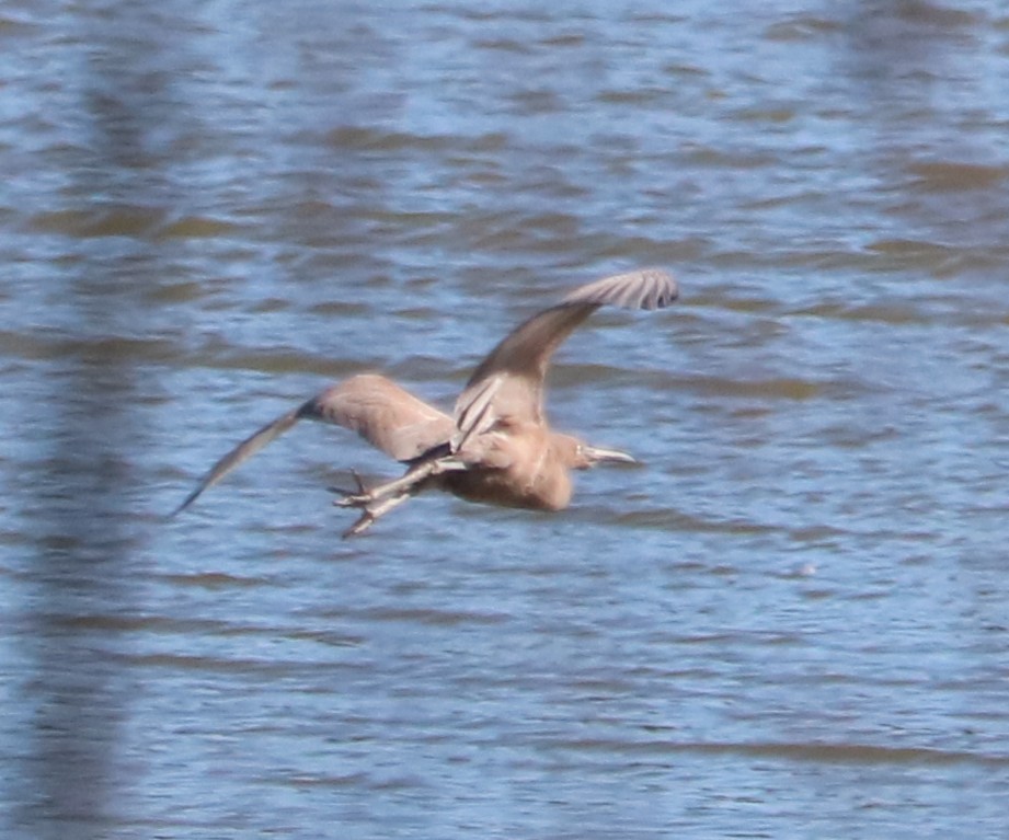 Reddish Egret - ML645968192