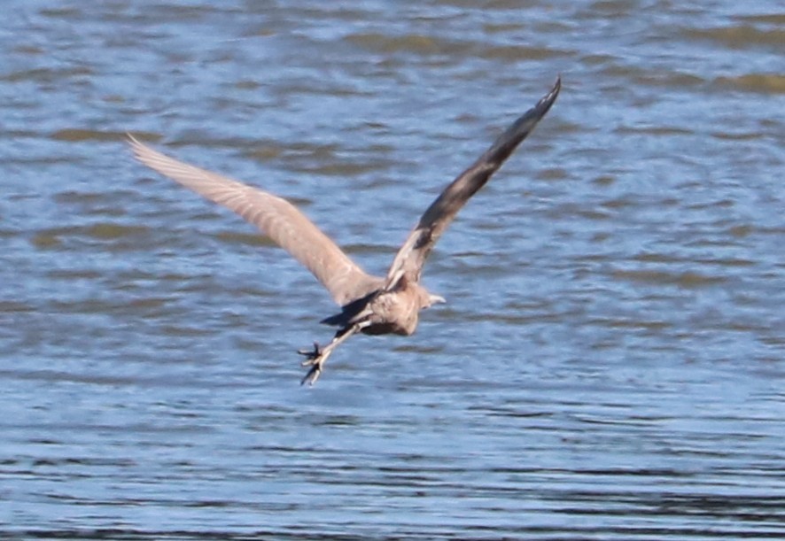 Reddish Egret - ML645968193
