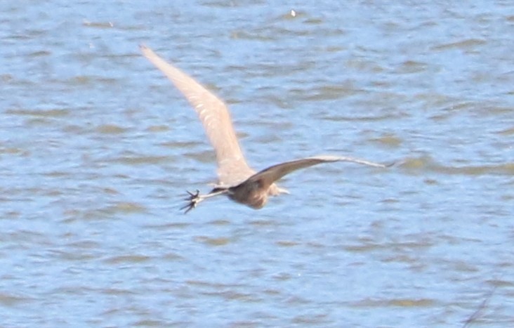 Reddish Egret - ML645968194