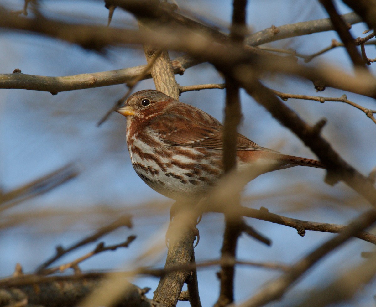 Fox Sparrow (Red) - ML645968195