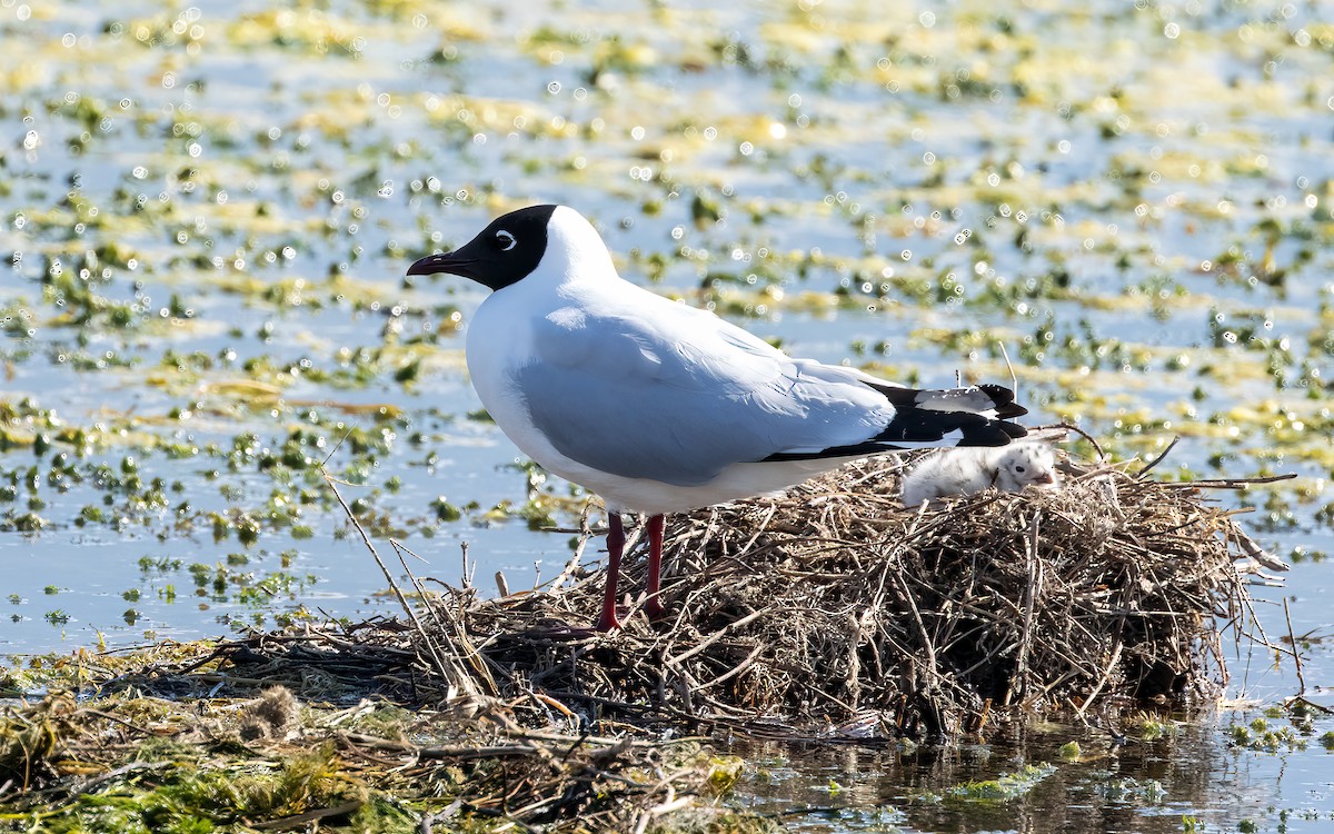 Andean Gull - ML645968197
