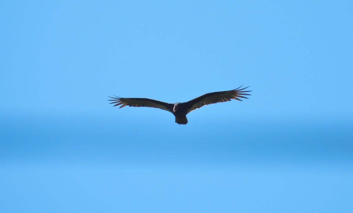 Aura Gallipavo - ML645968198