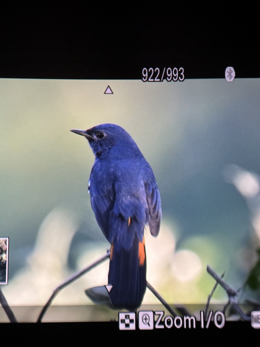 White-bellied Redstart - ML645968199