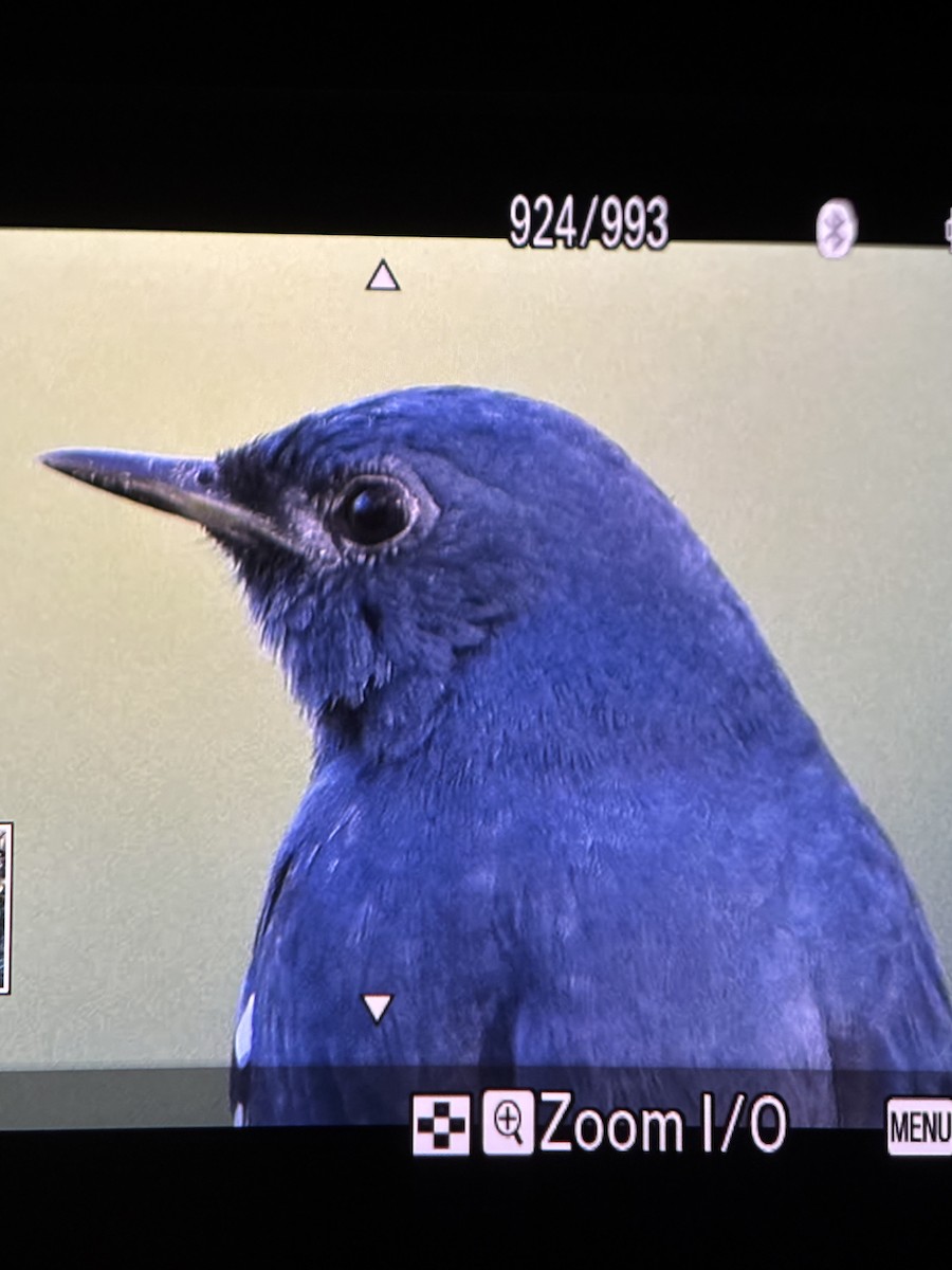 White-bellied Redstart - ML645968200