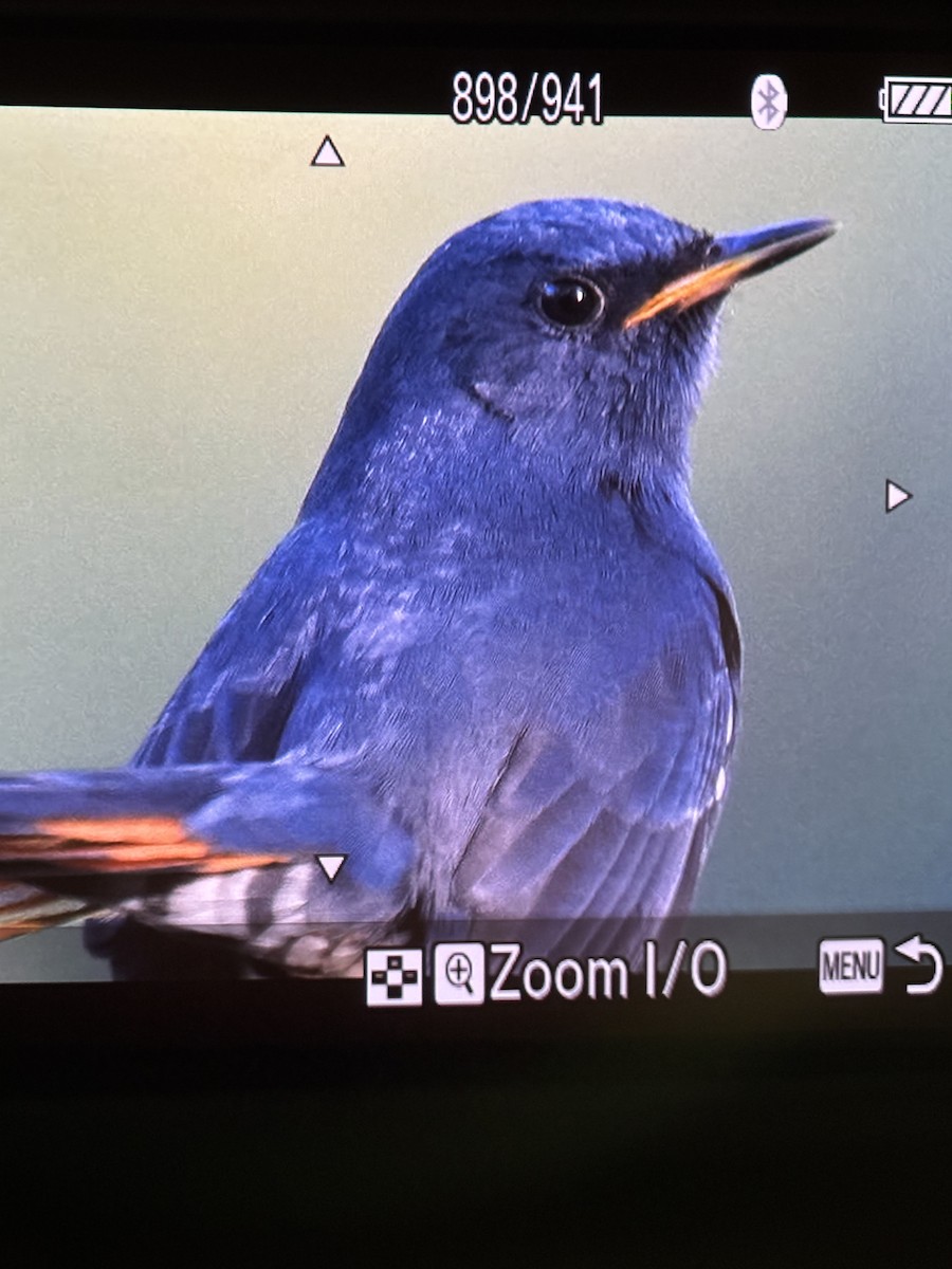 White-bellied Redstart - ML645968201
