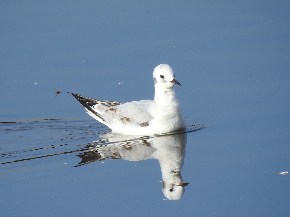 Bonaparte's Gull - ML645968209