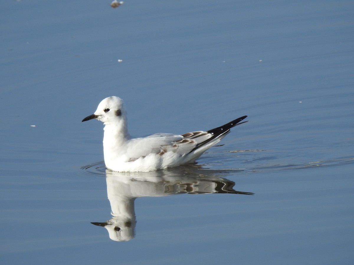 Bonaparte's Gull - ML645968211