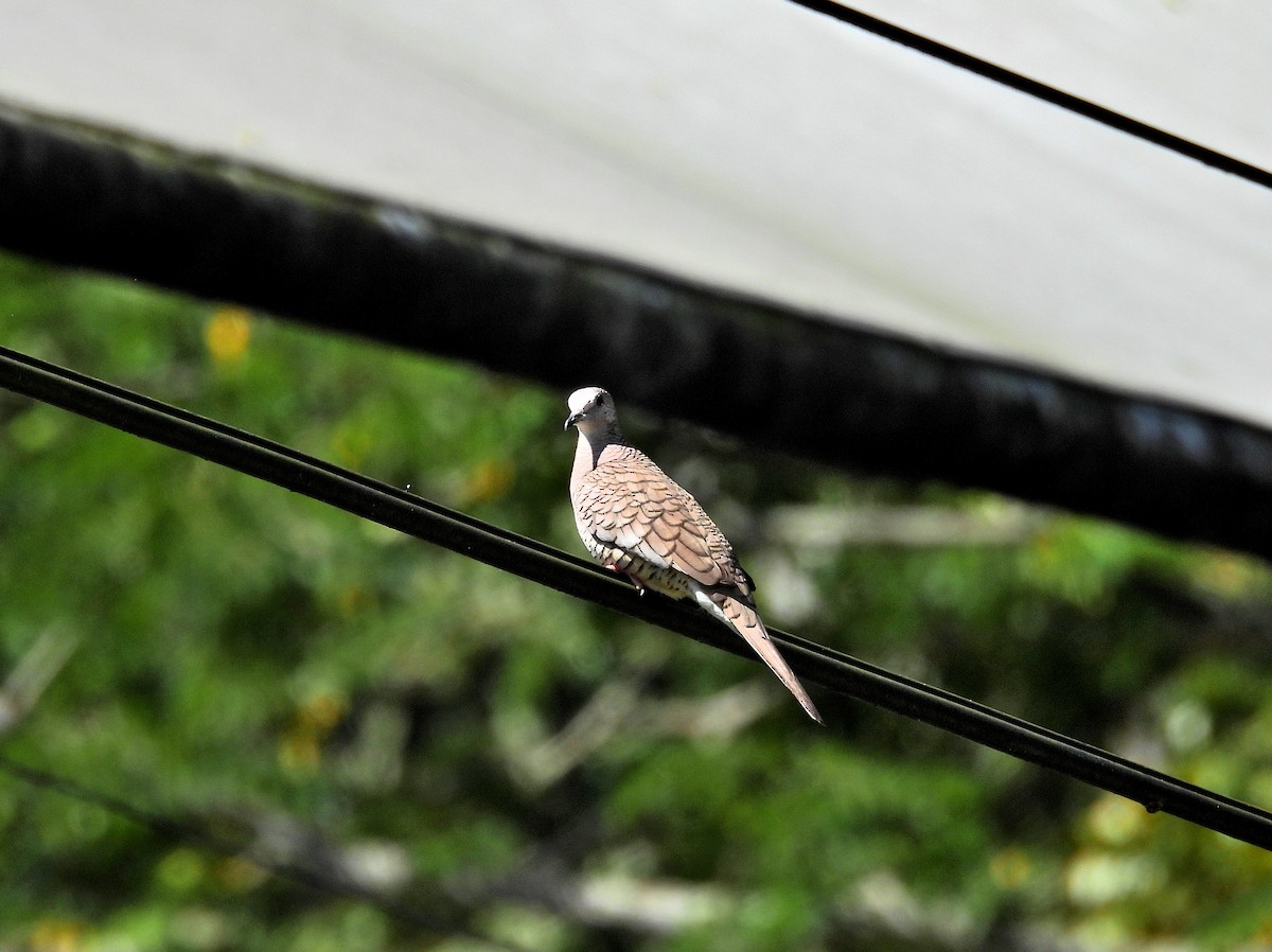 インカバト - ML645968214