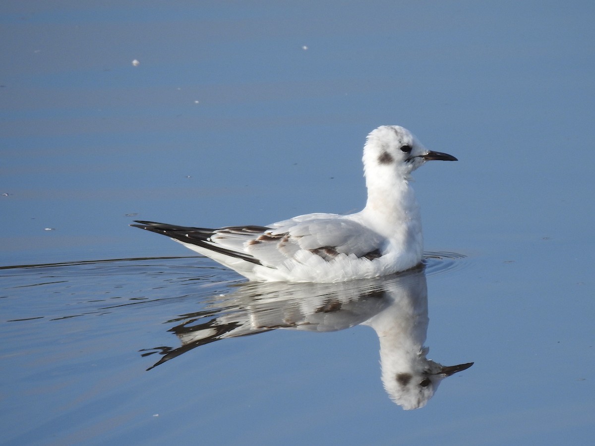 Bonaparte's Gull - ML645968215