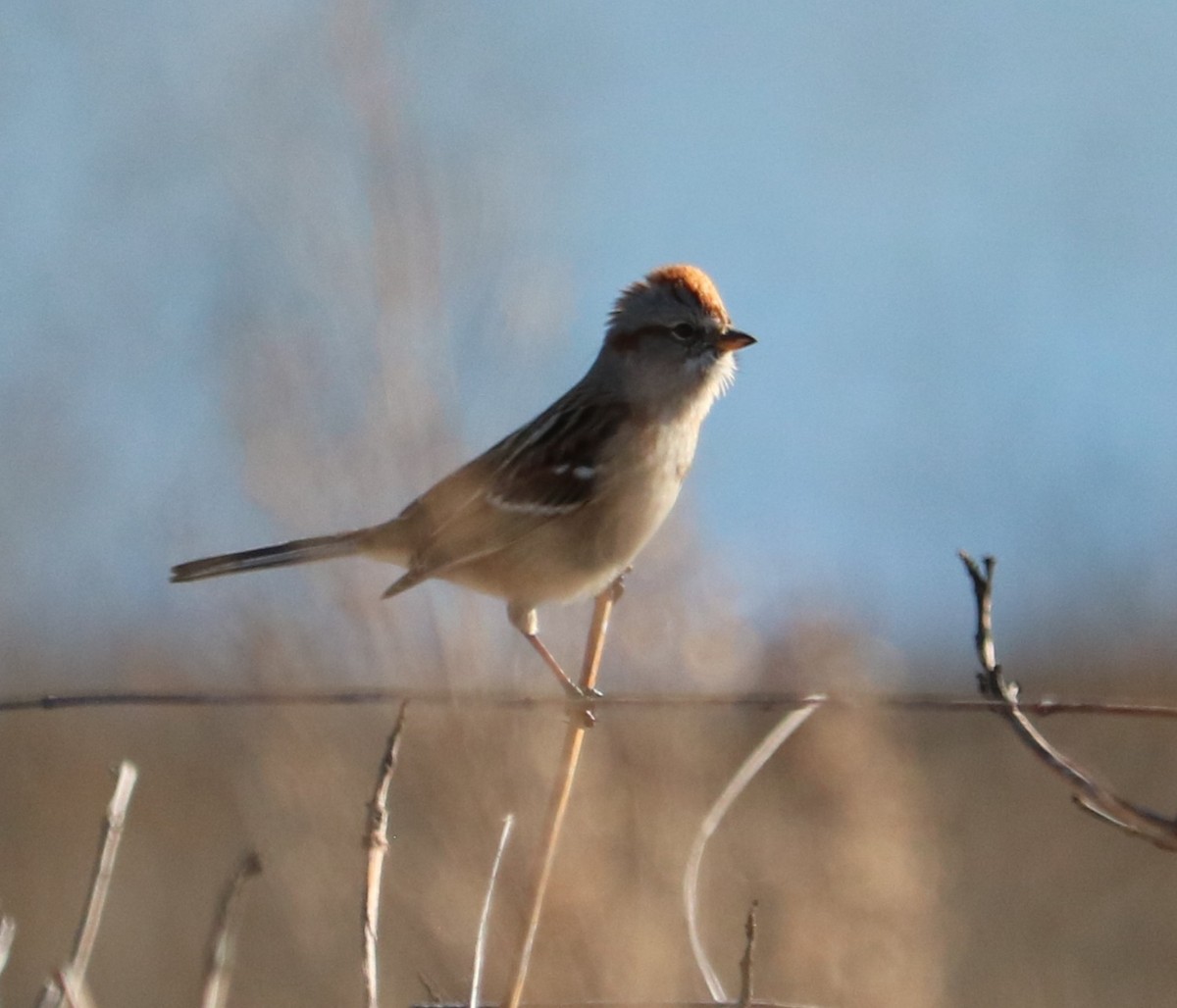 American Tree Sparrow - ML645968216