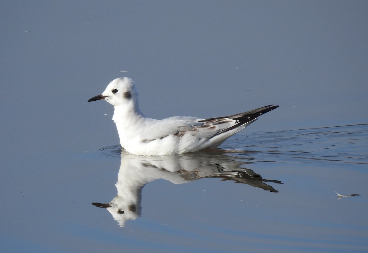 Bonaparte's Gull - ML645968217