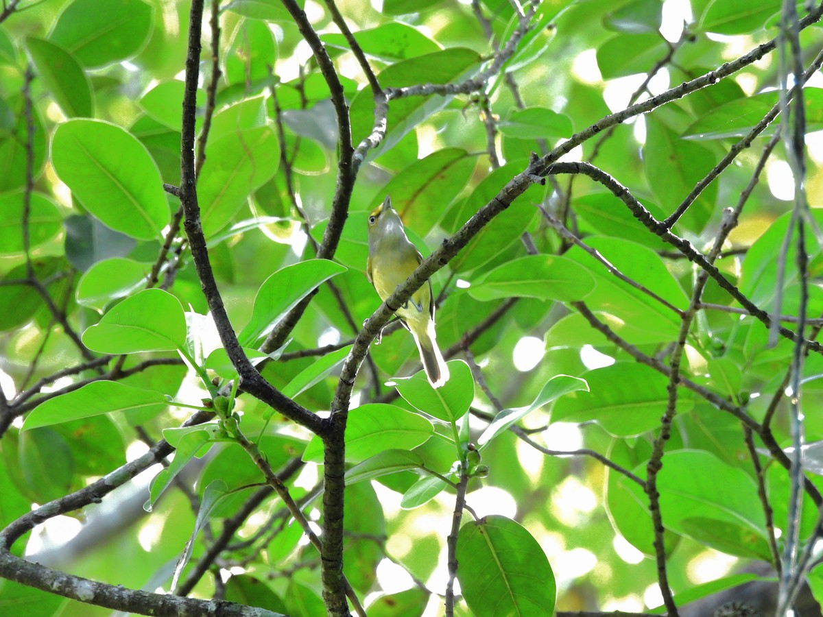 White-eyed Vireo - ML645968221