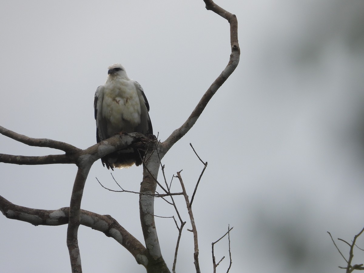 White Hawk - ML645968222