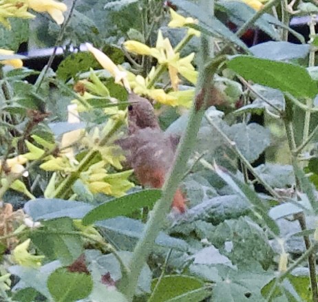 Rufous Hummingbird - ML645968223