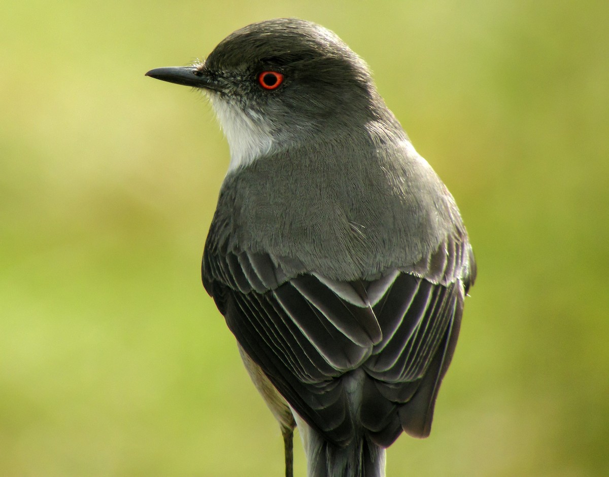 Fire-eyed Diucon - ML645968224