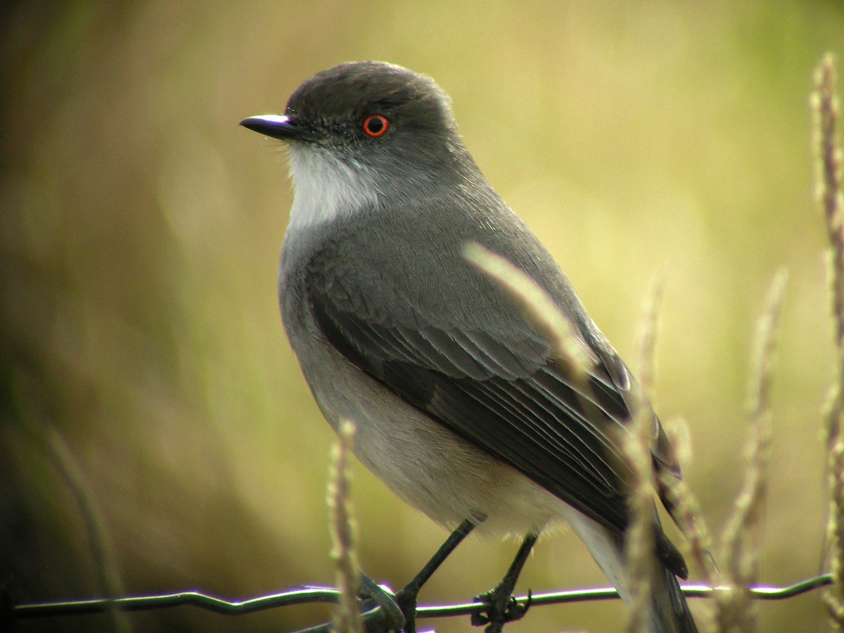 Fire-eyed Diucon - ML645968225