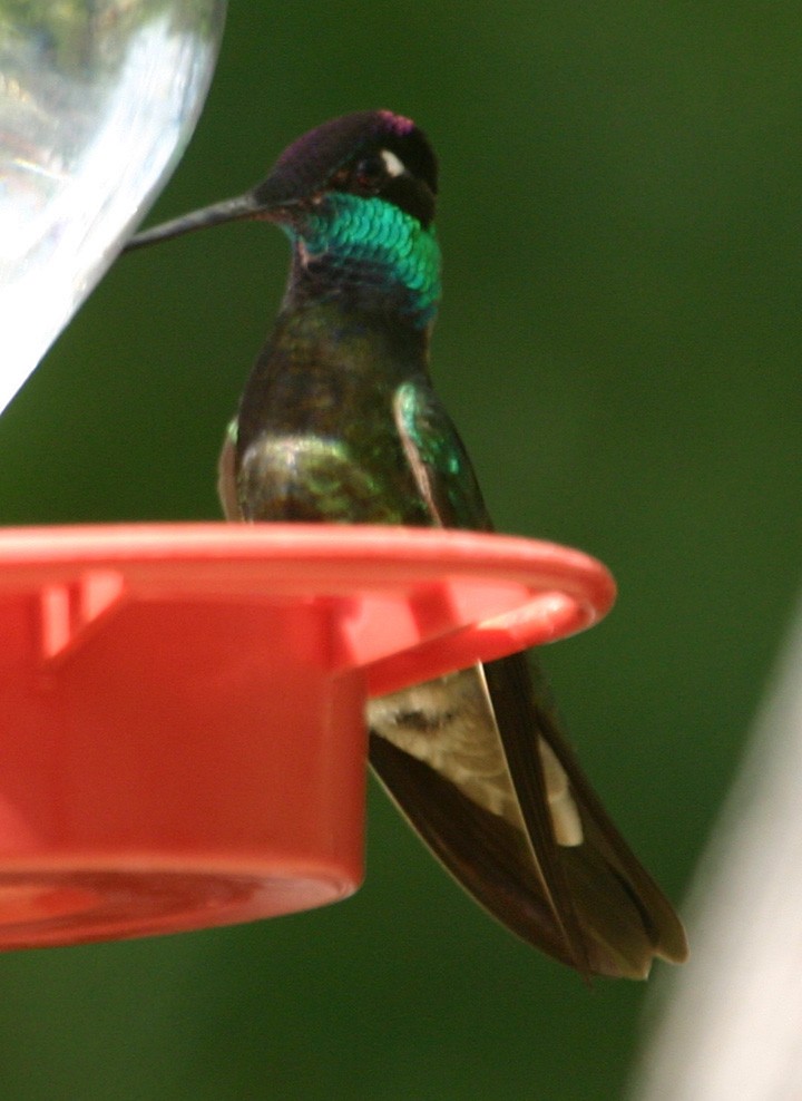 Rivoli's Hummingbird - ML645968227
