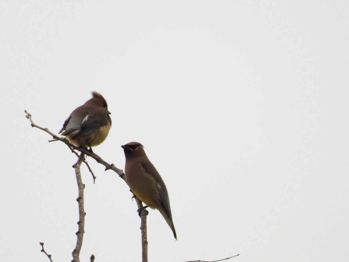 Cedar Waxwing - ML645968228
