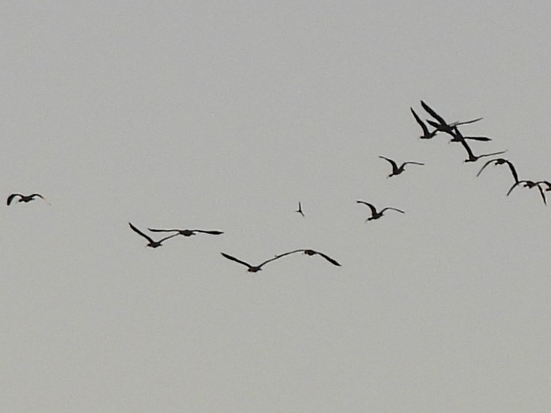 African Sacred Ibis - ML645968230