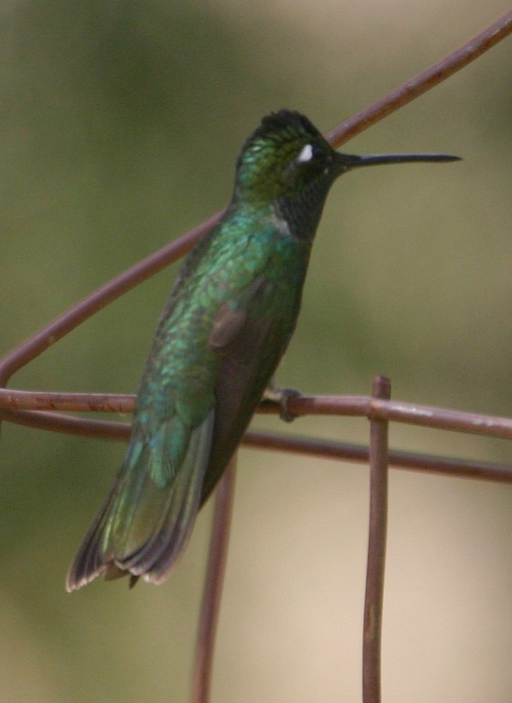 Rivoli's Hummingbird - ML645968231