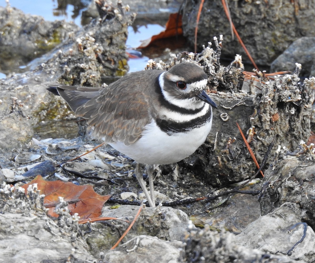 Killdeer - ML645968232