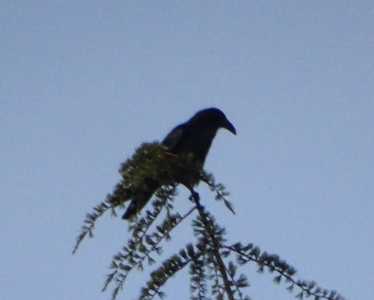 Common Raven - ML645968234