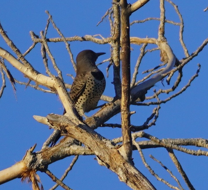 Northern Flicker - ML645968235