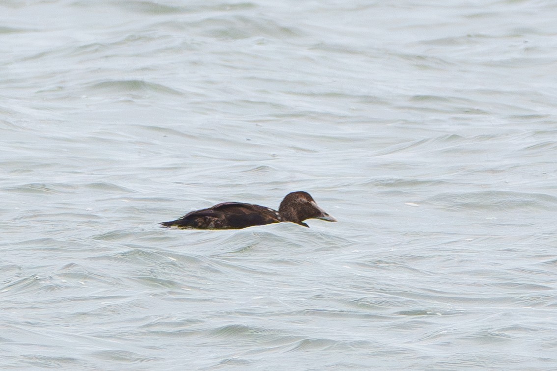 Common Eider - ML645968236