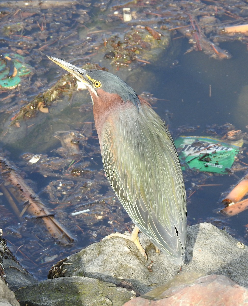Green Heron - ML645968237