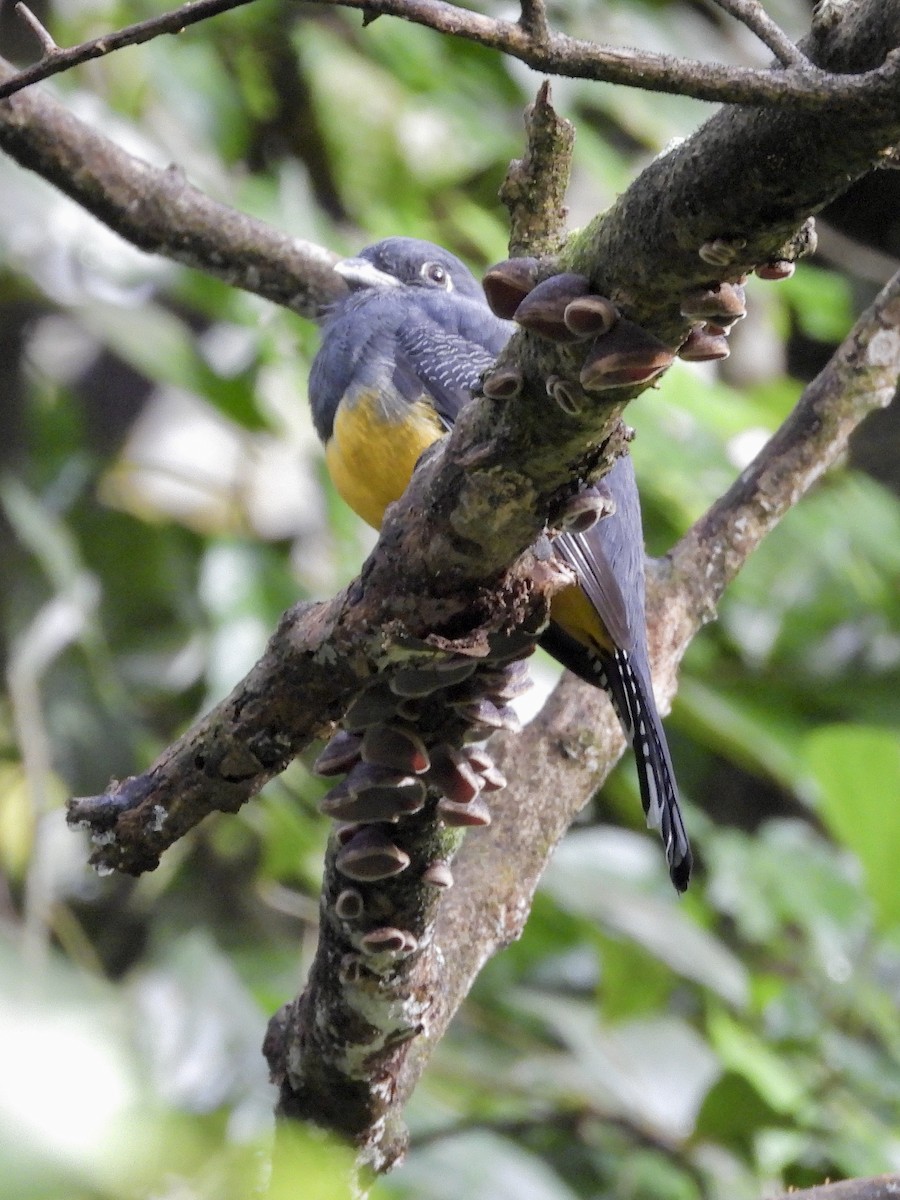 Gartered Violaceous Trogon - ML645968238