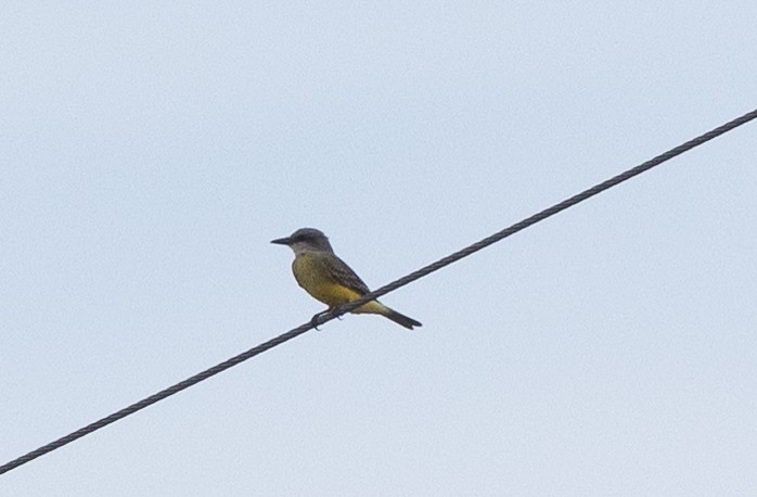 Tropical Kingbird - Gregory Hamlin