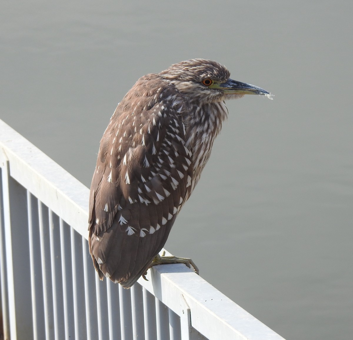 Black-crowned Night Heron - ML645968240